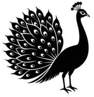 a peafowl with its colorful feathers spread vector