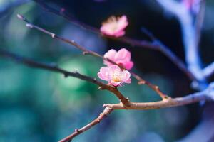 Closeup Cherry blossom sakura during spring in Japan photo