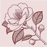 Delicate Pale Pink Camellia with Rounded Overlapping Petals vector