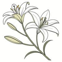 Vibrant White Lily with Long Pointed Petals vector