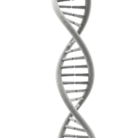 Detailed 3D rendering of a white DNA molecule structure with transparent background png