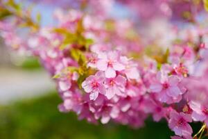 Scenic Cherry blossom sakura during spring in Japan photo