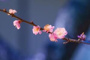 Closeup Cherry blossom sakura with branch during spring in Japan photo