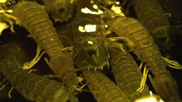 Fresh seafood shrimp mantis in aquarium on counter video