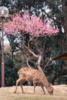 Brown deer living and relaxing under cherry blossom tree in park photo