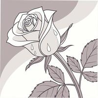 Delicate White Rose with Dew Drops on Each Petal vector