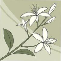 Delicate White Jasmine with Thin Pointed Petals vector