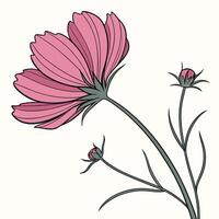 Single Bright Pink Cosmos with Sharp Petal Edges vector