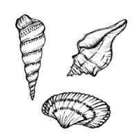 Seashells illustration collection. Underwater Shells on outline style. Set Drawing of mollusk in simple linear style. Stylized graphics. Underwater world line art for design label, postcards vector