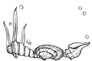 Seabed landscape with Seashells and Seaweed. Underwater design template drawing in line art style. Hand drawn illustration of undersea. algae, corals, seashells painted by black ink. vector