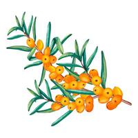 Watercolor Illustration of Sea buckthorn berries branch. Fresh ripe berries with leaves on a white background. Botanical illustration Branch with Buckthorn berries vector