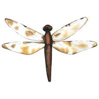 Dragonfly. Hand drawn flying insects. Watercolor illustrations in calm beige tones for background, texture, wrapper pattern vector