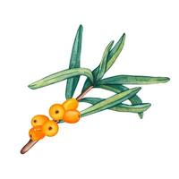 Watercolor Illustration of Sea buckthorn berries branch. Fresh ripe berries with leaves isolated on a white background. Botanical illustration Branch with Buckthorn berries vector