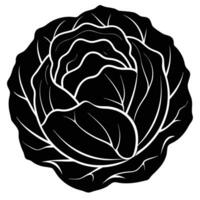 a round head of cabbage with tightly wrapped leaves vector