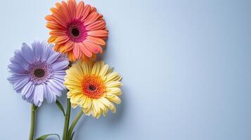 Vibrant Gerbera Daisies in Varied Colors Against Soft Blue Background photo