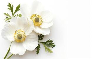 Delicate White Flowers with Green Leaves on Light Background photo