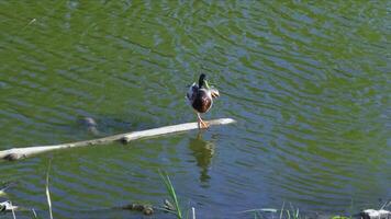 A duck stands on one leg on a floating branch in the water, creating an atmosphere of calm and balance video