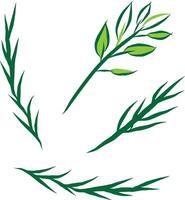 Tarragon sprigs illustration. Culinary herb design elements. vector