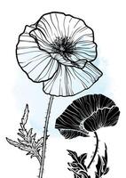 A4, A3, poppy bouquet hand drawn illustration. Art print with elegant black flower on a watercolor splatter. Highly detailed and high quality graphic design for online and print. vector