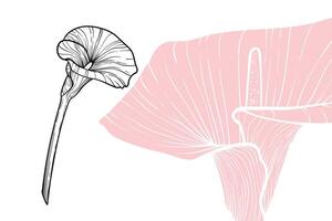Calla Lily flowers, format, hand drawn outline. Easy to edit, ready to use. A mix between a pink and a black flower on a white background. vector