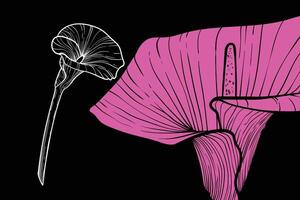 Calla lily flowers, format, hand drawn outline. Easy to edit, ready to use. A mix between a pink and a white flower on a black background. vector