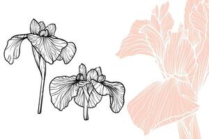 Iris flowers, format, hand drawn outline. Easy to edit, ready to use. A mix between a beige and a black flower on a white background. vector