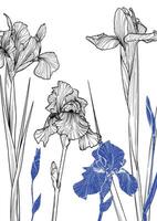 A4, A3 poppy line art hand drawn illustration. A4 Art print with line art black iris flower with blue tones. Highly detailed and high quality graphic asset for online and print. vector