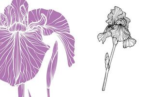 Iris flowers, format, hand drawn outline. Easy to edit, ready to use. A mix between a violet and a black flower on a white background. vector