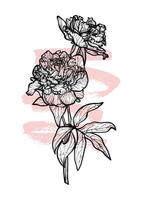 A4 peony line art hand drawn illustration. Art print with beautiful and elegant black spring flower. Highly detailed and high quality graphic asset for online and print. vector