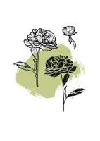 A4 peony line art and fill hand drawn illustration. Art print with beautiful and elegant black flowers with a green sketch mark. Highly detailed and high quality graphic asset for online and print. vector