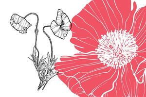 Poppy flowers, format, hand drawn outline. Easy to edit, ready to use. A mix between a coral and a black flower on a white background. vector