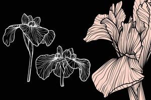 Iris flowers, format, hand drawn outline. Easy to edit, ready to use. A mix between a beige and a white flower on a black background. vector