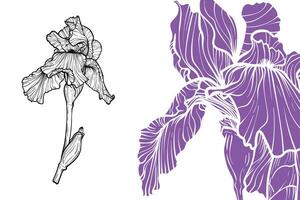 Iris flowers, format, hand drawn outline. Easy to edit, ready to use. A mix between a indigo and a black flower on a white background. vector