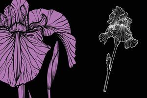 Iris flowers, format, hand drawn outline. Easy to edit, ready to use. A mix between a violet and a white flower on a black background. vector