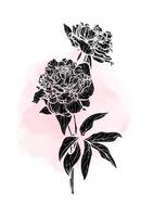 A4 Peony hand drawn illustration. Art print with elegant black flower on a pink watercolor splatter. Highly detailed and high quality graphic asset for online and print. No line only fill. vector