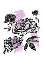 A4 peony hand drawn illustration. Art print with beautiful and elegant black spring flower. Highly detailed and high quality graphic asset for online and print. vector