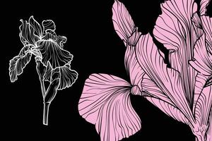 Iris flowers, format, hand drawn outline. Easy to edit, ready to use. A mix between a pink and a white flower on a black background. vector