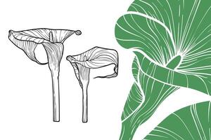Calla Lily flowers, format, hand drawn outline. Easy to edit, ready to use. A mix between a green and a black flower on a white background. vector