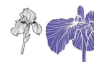 Iris flowers, format, hand drawn outline. Easy to edit, ready to use. A mix between an indigo and a black flower on a white background. vector