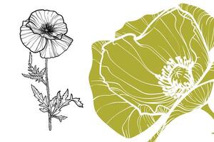 Poppy flowers, format, hand drawn outline. Easy to edit, ready to use. A mix between a green and a black flower on a white background. vector