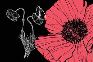 Poppy flowers, format, hand drawn outline. Easy to edit, ready to use. A mix between a coral and a white flower on a black background. vector