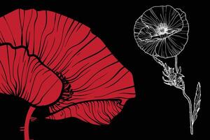 poppy flowers, format, hand drawn outline. Easy to edit, ready to use. A mix between a red and a white flower on a black background. vector