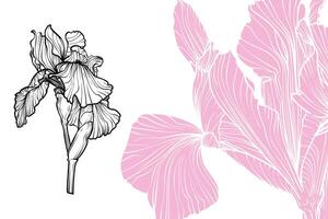 Iris flowers, format, hand drawn outline. Easy to edit, ready to use. A mix between a pink and a black flower on a white background. vector