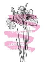 A4, A3 poppy line art hand drawn illustration. Art print with black iris flower and a pink sketch mark. Highly detailed and high quality graphic asset for online and print. vector