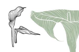 Calla Lily flowers, format, hand drawn outline. Easy to edit, ready to use. A mix between a gray green and a black flower on a white background. vector
