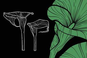 Calla lily flowers, format, hand drawn outline. Easy to edit, ready to use. A mix between a green and a white flower on a black background. vector