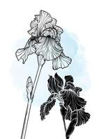A4, A3, iris flower hand drawn illustration. Art print with elegant black flower on a blue watercolor splatter. Highly detailed and high quality graphic asset for online and print. vector