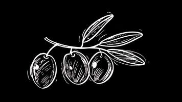 Animated Chalk Sketch Of Olive Branches video
