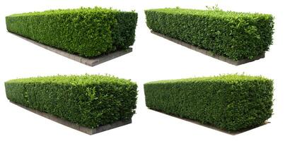 Set of green bushes isolated on a white background. photo