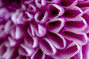 Pink chrysanthemum bloom close up with petal spirals showing soft floral structure. photo